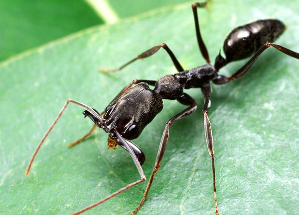 Dedetização de Formigas no Horto do Ipê